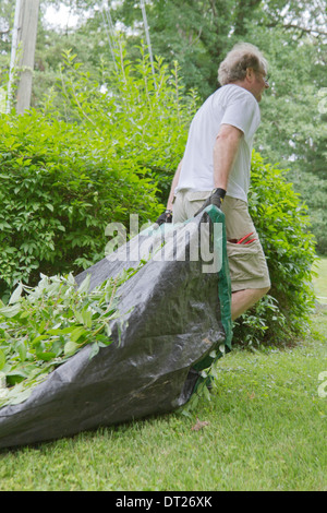 Un uomo di mezza età al di fuori del cantiere facendo lavorare trascina un pesante tarp piena di boccola e albero ritagli di foglia di tutta l'erba in estate Foto Stock