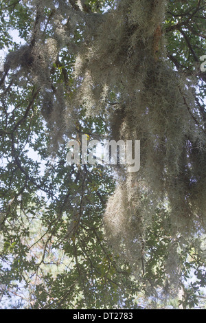 Una grande fascia di muschio Spagnolo pende dal ramo di un albero nel sud degli Stati Uniti d'America Foto Stock