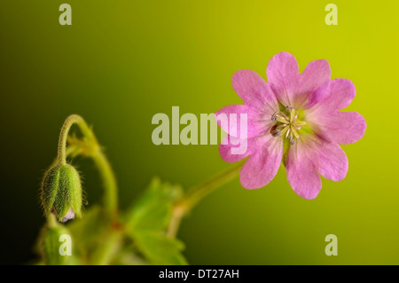 Cranesbill, Geranium molle, orizzontale ritratto del fiore viola con bel al di fuori della messa a fuoco lo sfondo. Foto Stock