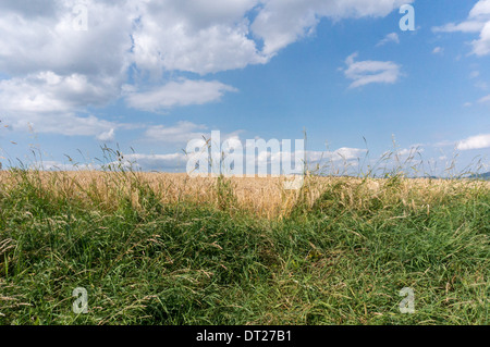 Il bordo di un campo di grano dietro alcuni ricoperta di erba sotto un estati blu cielo pieno di nuvole