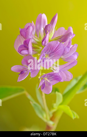 Erba medica, Medicago sativa (Leguminosae, Fabaceae), verticale ritratto di fiore violaceo con bel al di fuori della messa a fuoco lo sfondo. Foto Stock