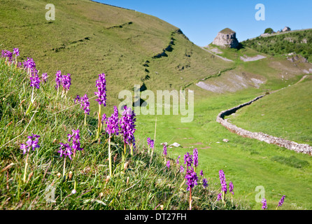 Inizio orchidee viola & Pietro Pietra, Cressbrook Dale, Parco Nazionale di Peak District, Derbyshire, England, Regno Unito Foto Stock