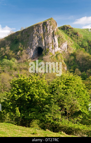 Il Thor's Cave, sul collettore modo, valle del collettore, il Parco Nazionale di Peak District, Staffordshire, England, Regno Unito Foto Stock