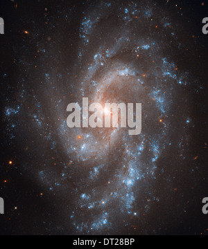 Il brillante, bagliore blu di giovani stelle tracce il grazioso i bracci di spirale della galassia NGC 5584 in questo telescopio spaziale Hubble immagine. Foto Stock