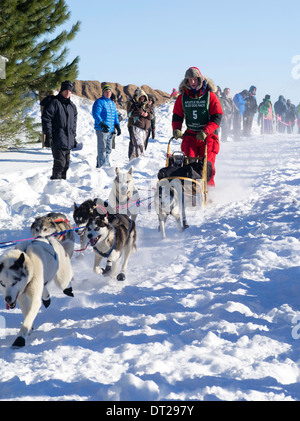 Alice bianco della Finlandia, MN imposta off sul suo dieci-classe dog sled gara di domenica, 2 feb 2014. Scene da apostolo Isole Sled D Foto Stock