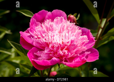 Primo piano di un fiore rosa di peonia che cresce in un giardino britannico. Foto Stock