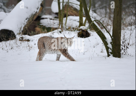 Lince euroasiatica nella neve, Lynx lynx, Germania. Foto Stock