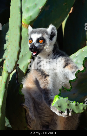 Anello-tailed lemur (Lemur catta) alimentazione di ficodindia foglia e chiamando Foto Stock