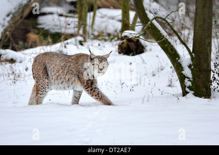 Lince euroasiatica nella neve, Lynx lynx, Germania. Foto Stock