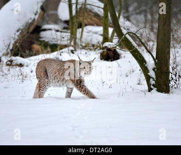 Lince euroasiatica nella neve, Lynx lynx, Germania. Foto Stock