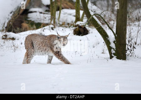 Lince euroasiatica nella neve, Lynx lynx, Germania. Foto Stock