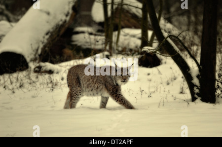 Lince euroasiatica nella neve, Lynx lynx, Germania. Foto Stock