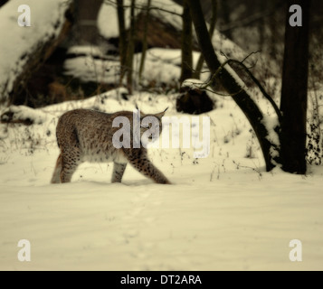 Lince euroasiatica nella neve, Lynx lynx, Germania. Foto Stock