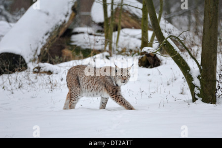 Lince euroasiatica nella neve, Lynx lynx, Germania. Foto Stock