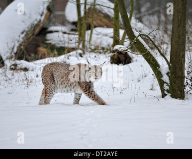 Lince euroasiatica nella neve, Lynx lynx, Germania. Foto Stock