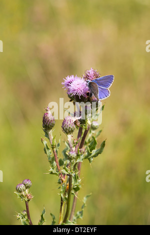 Il comune (blu Polyommatus icarus) è una piccola farfalla della famiglia Lycaenidae. Foto Stock