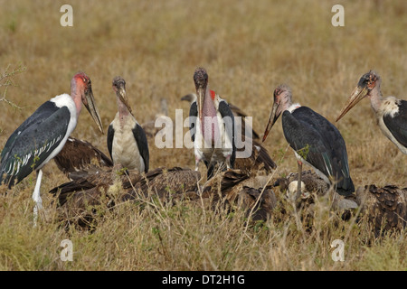 Cinque Marabou Cicogne (Leptoptilos crumeniferus) in attesa di un pezzo di carne, mentre gli avvoltoi sono mangiare una carcassa, Serengeti Foto Stock
