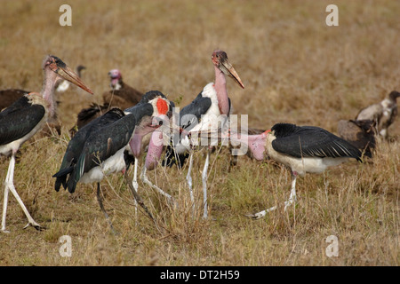 Cinque Marabou Cicogne (Leptoptilos crumeniferus) stanno lottando per la carne Foto Stock