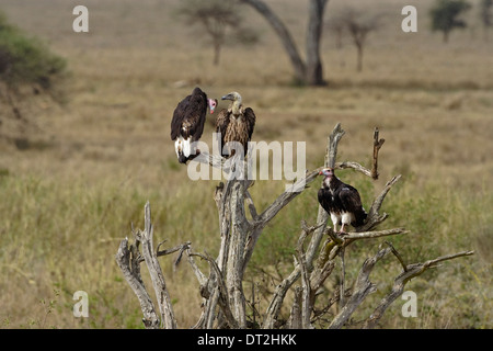 Due bianco-guidato gli avvoltoi (Trigonoceps occipitalis) e uno bianco-backed Vulture (Gyps africanus), Foto Stock