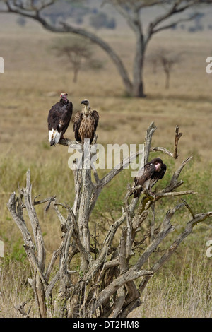 Due bianco-guidato gli avvoltoi (Trigonoceps occipitalis) e uno bianco-backed Vulture (Gyps africanus), Foto Stock