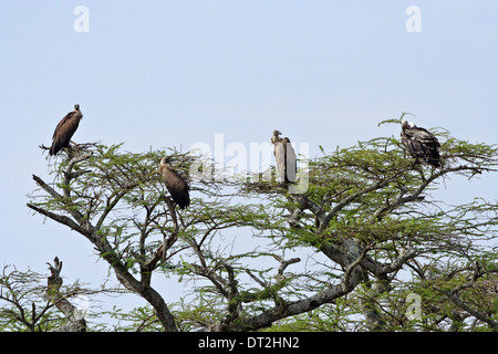 Uno Rüppell il grifone (Gyps rueppellii) e 3 White-backed Vulture (Gyps africanus), Foto Stock