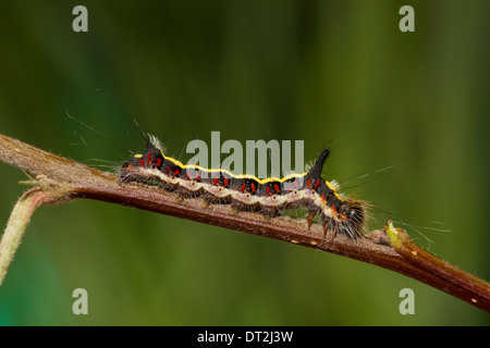 Acronicta psi pugnale grigio Schleheneule caterpillar Foto Stock