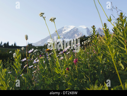 Un fiore selvatico prato in primo piano il parco nazionale del monte Rainier Washington USA USA Foto Stock