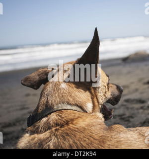 Una razza mista cane sulla spiaggia in Discovery Park Seattle Foto Stock
