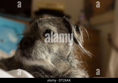 Border terrier pet cane dorme felice letto rilassante Foto Stock