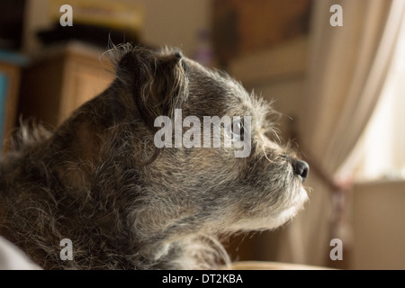 Border terrier pet cane dorme felice letto rilassante Foto Stock