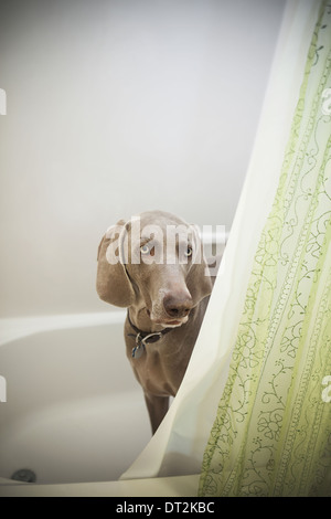 Un cucciolo Weimaraner il peering intorno alla tenda doccia nella stanza da bagno Foto Stock