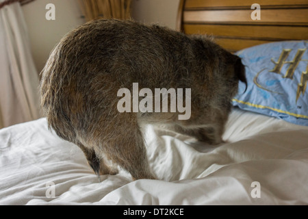 Border terrier pet cane dorme felice letto rilassante Foto Stock