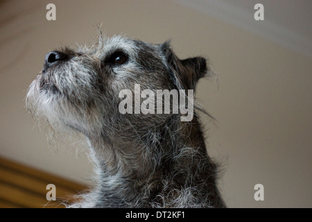 Border terrier pet cane dorme felice letto rilassante Foto Stock