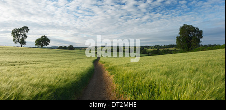 Sentiero attraverso un campo di orzo nella campagna di laminazione vicino al West Haddon. Northamptonshire. In Inghilterra. Regno Unito. Foto Stock