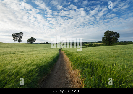 Sentiero attraverso un campo di orzo nella campagna di laminazione vicino al West Haddon. Northamptonshire. In Inghilterra. Regno Unito. Foto Stock