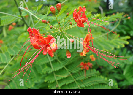 L'orgoglio di Barbados nome latino Caesalpinia pulcherrima Foto Stock