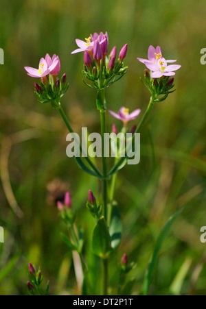 Comune - Centaury Centaurium erythraea Foto Stock