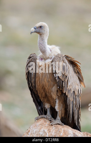 Grifone (Gyps fulvus) ritratto, in piedi su una roccia, Pirenei, Catalogna, Spagna. Foto Stock