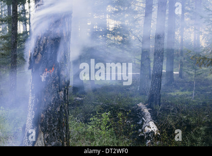 Una foresta controllata burn per aiutare la ricrescita Foto Stock