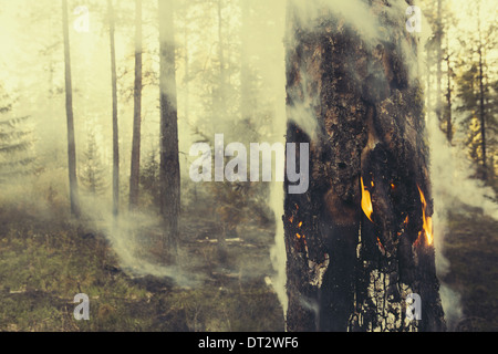 Una foresta controllata burn per aiutare la ricrescita Foto Stock