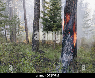 Una foresta controllata burn per aiutare la ricrescita Foto Stock