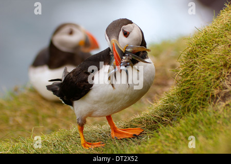 Adulto Puffin su Mykines, Isole Faerøer, tornando al suo nido con boccone di cicerelli per il pulcino. Foto Stock