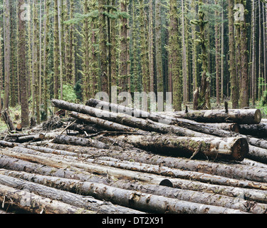 Recentemente a tagliare rotoli di Sitka Spruce e Western Hemlock in lussureggianti foreste pluviali temperate Hoh Rainforest Olympic NF Foto Stock