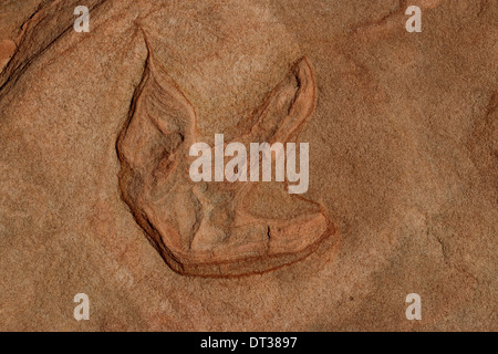 Fossili di dinosauro impronta su strippato a strati di roccia arenaria, Southern Utah Foto Stock