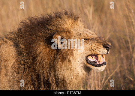 Leone africano, Duba Plains, Botswana Foto Stock