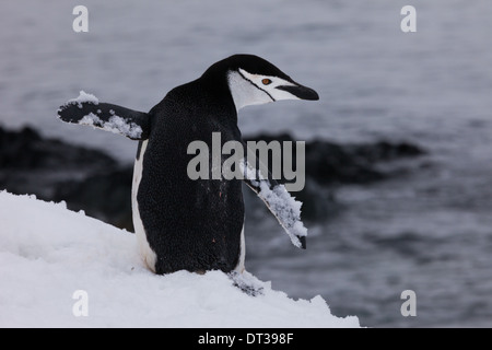 Pinguini Chinstrap, Antartide Foto Stock