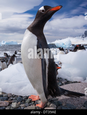 I pinguini di Gentoo, Antartide Foto Stock