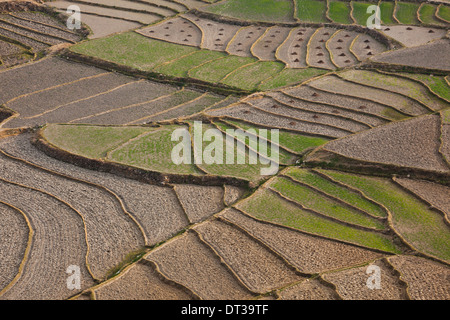 Coltivate i campi terrazzati, Paro Valley, Bhutan Foto Stock