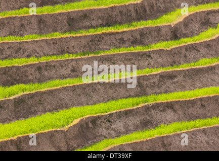 Coltivate i campi terrazzati, Paro Valley, Bhutan Foto Stock