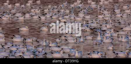 Le oche delle nevi, Bosque del Apache National Wildlife Refuge, nuovo Messico, STATI UNITI D'AMERICA Foto Stock